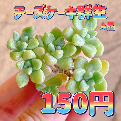 チーズケーキ群生　A品　カット苗