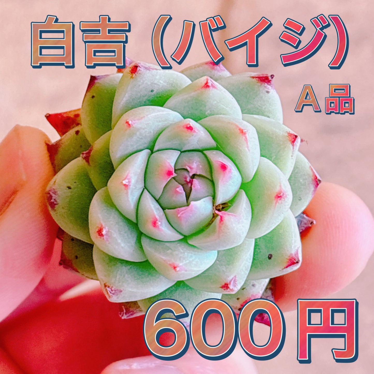 白吉（バイジ）　A品　カット苗