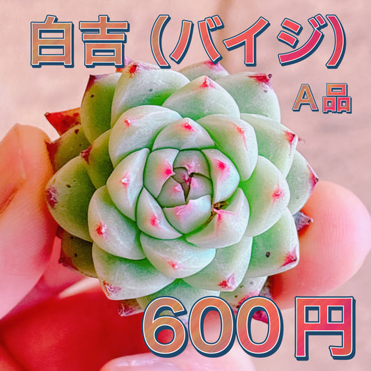 白吉（バイジ）　A品　カット苗