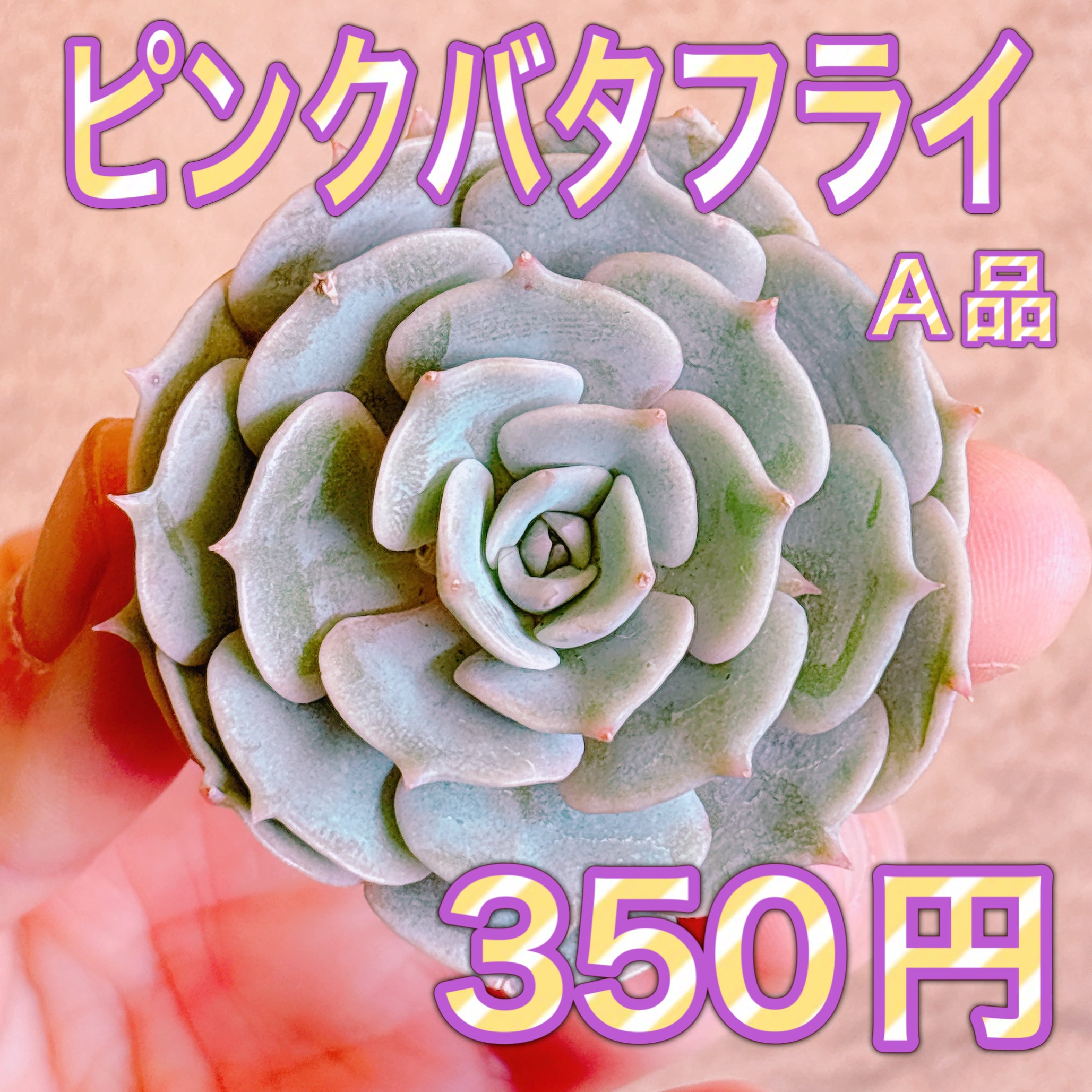 多肉植物の販売・通販サイト | Bull Succulent(ブルサキュレント)