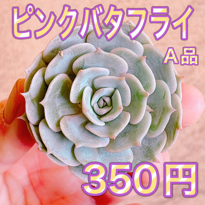 ピンクバタフライ　A品　カット苗