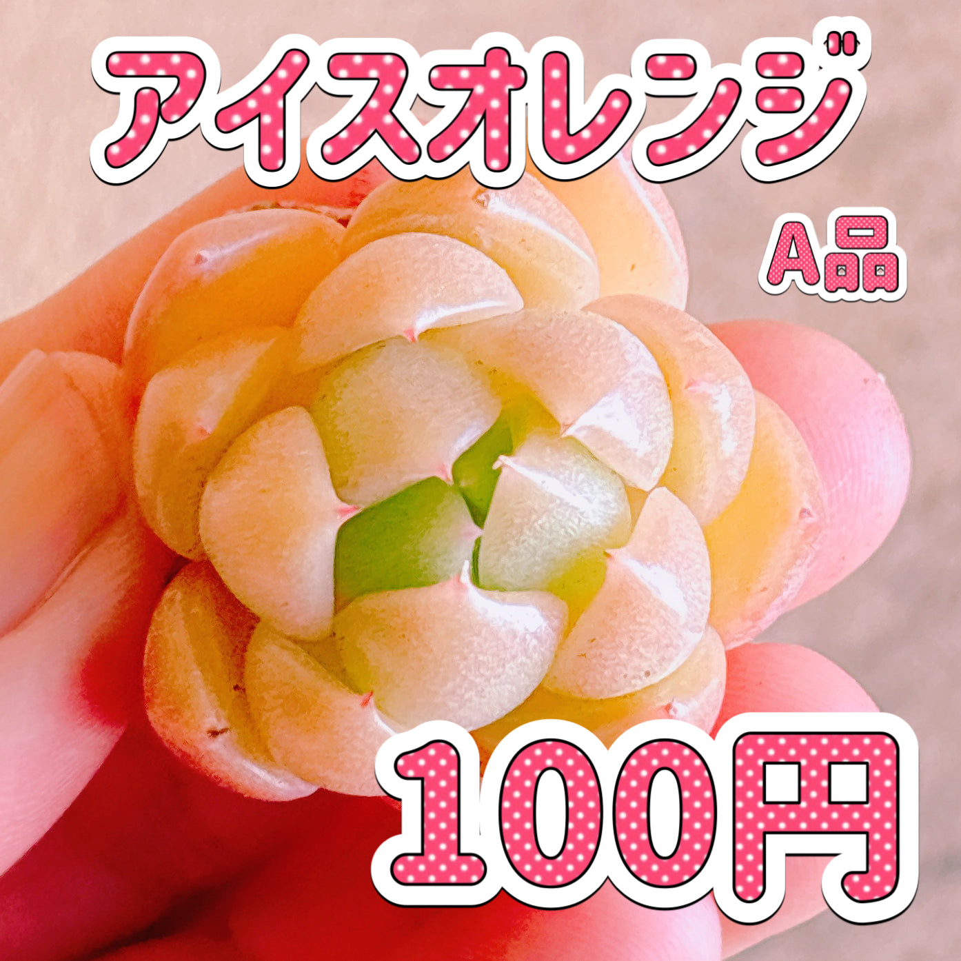 アイスオレンジ　A品　カット苗