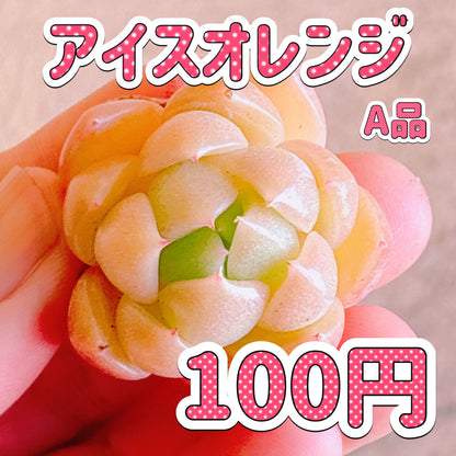 アイスオレンジ　A品　カット苗