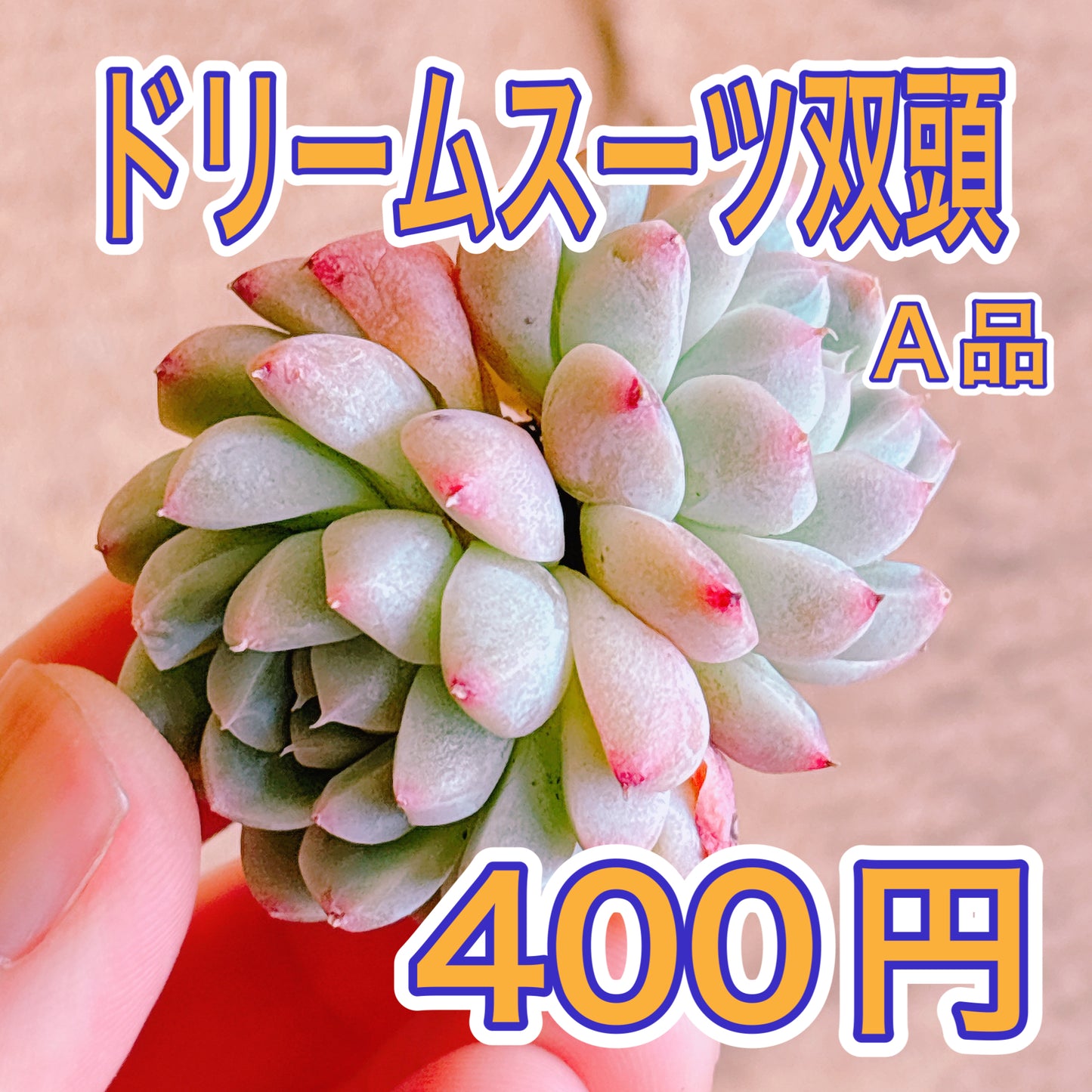 ドリームスーツ双頭　A品　カット苗