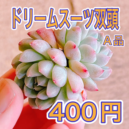 ドリームスーツ双頭　A品　カット苗