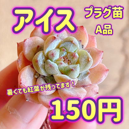 アイス　A品　プラグ苗