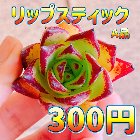 リップスティック　A品　カット苗