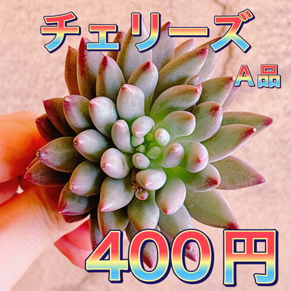 チェリーズ　A品　カット苗