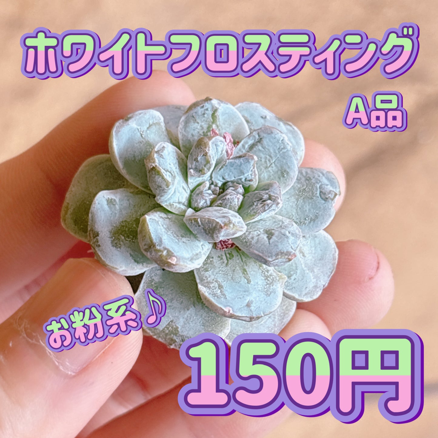 ホワイトフロスティング　A品　プラグ苗