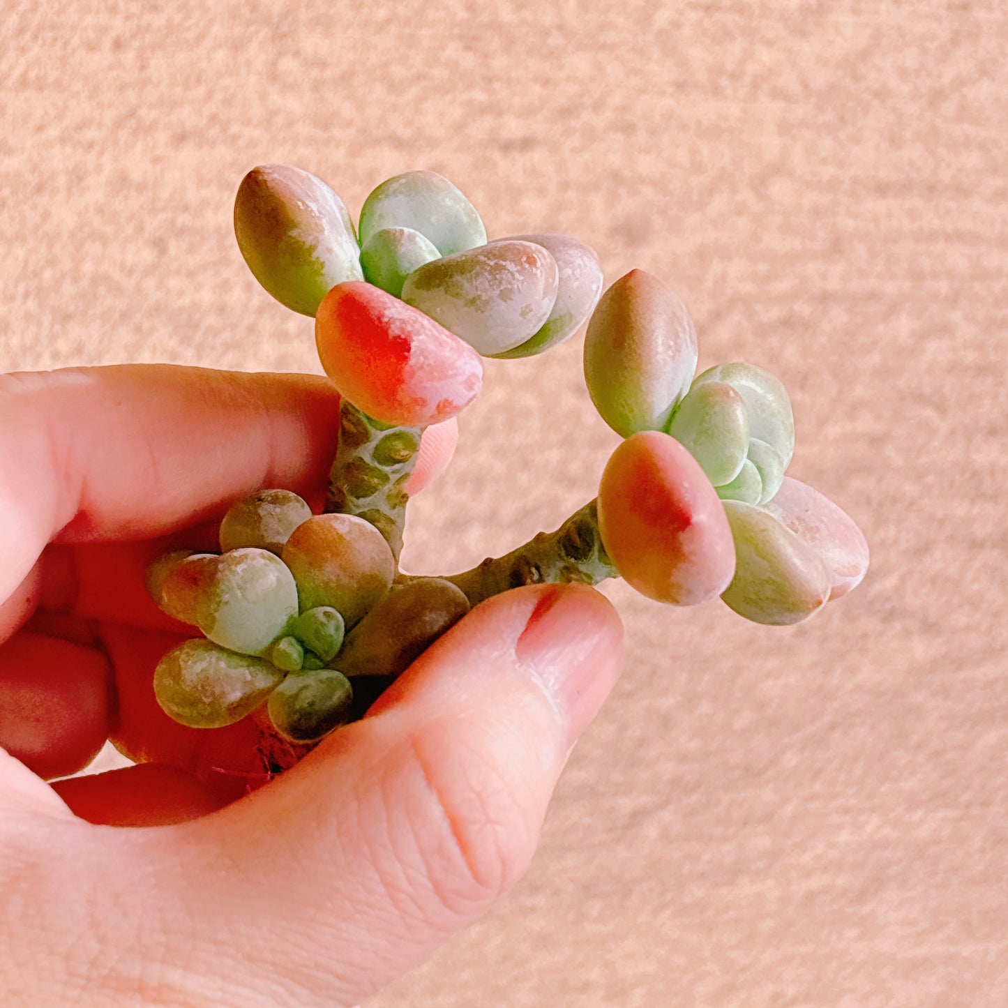 トム・サム　A品　カット苗　134-26