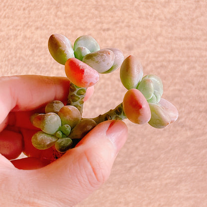 トム・サム　A品　カット苗　134-26