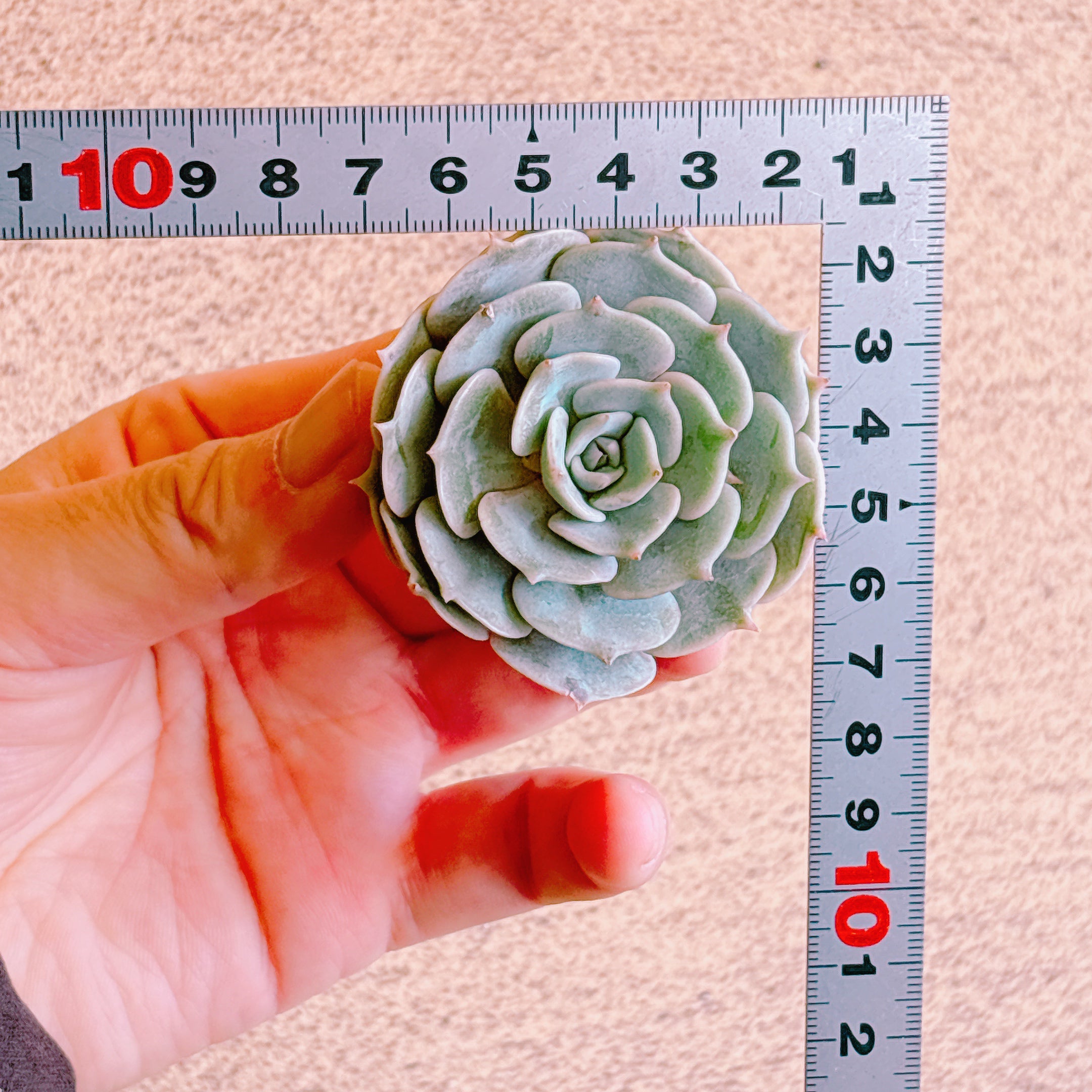 ピンクバタフライ A品 カット苗 – Bull Succulent