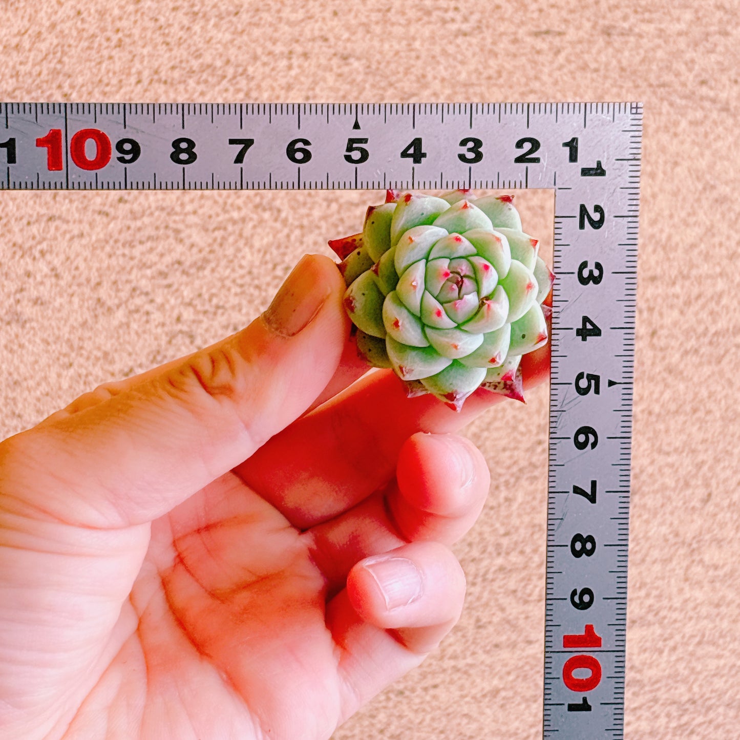 白吉（バイジ）　A品　カット苗