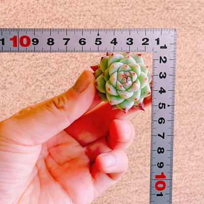 白吉（バイジ）　A品　カット苗