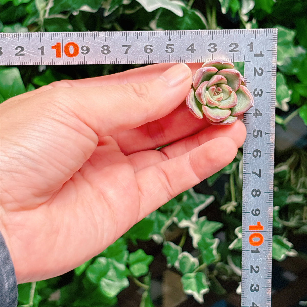ファイヤーピラー　A品　カット苗