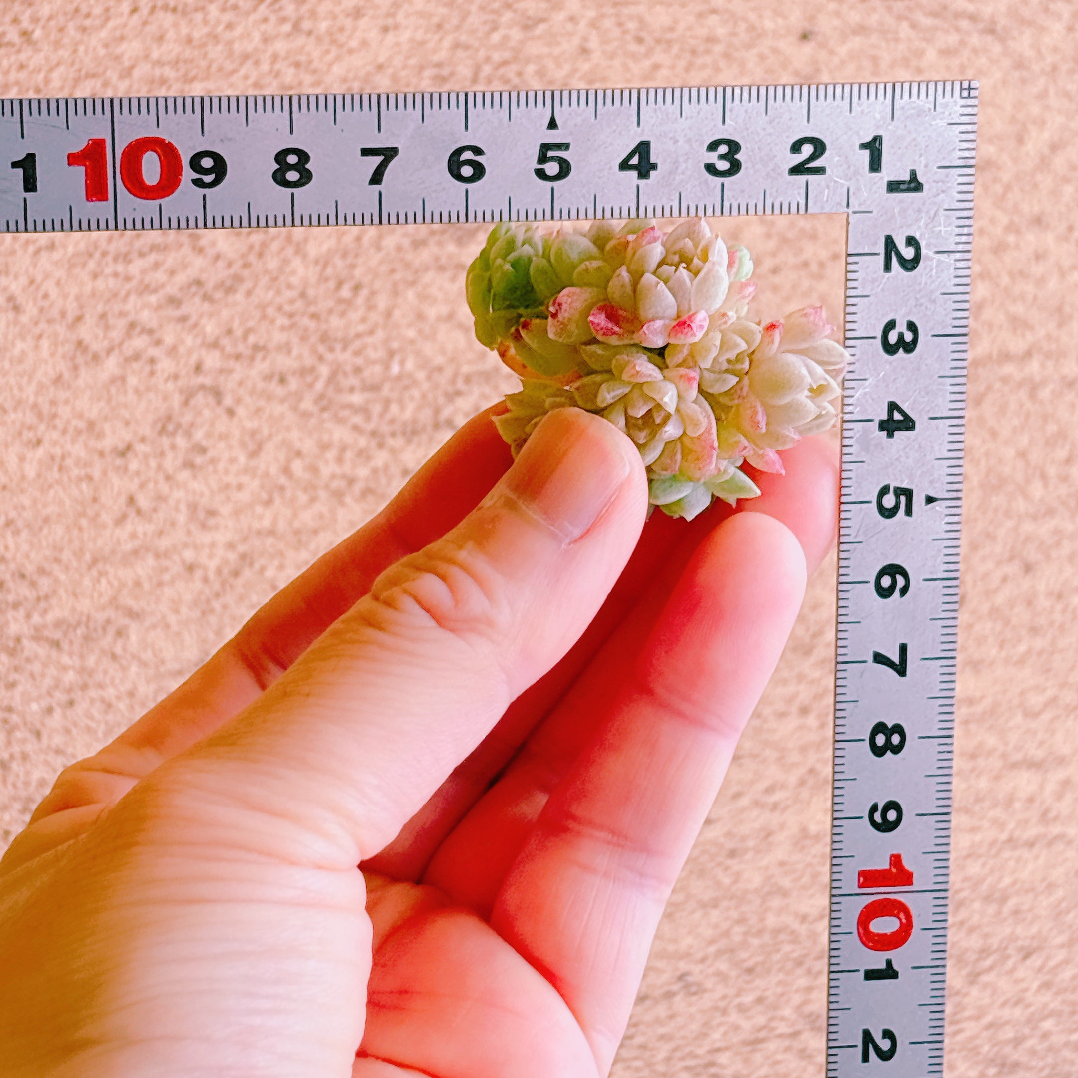 マルガンhyb群生 A品 カット苗 – Bull Succulent