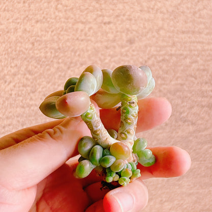 トム・サム　A品　カット苗　134-26