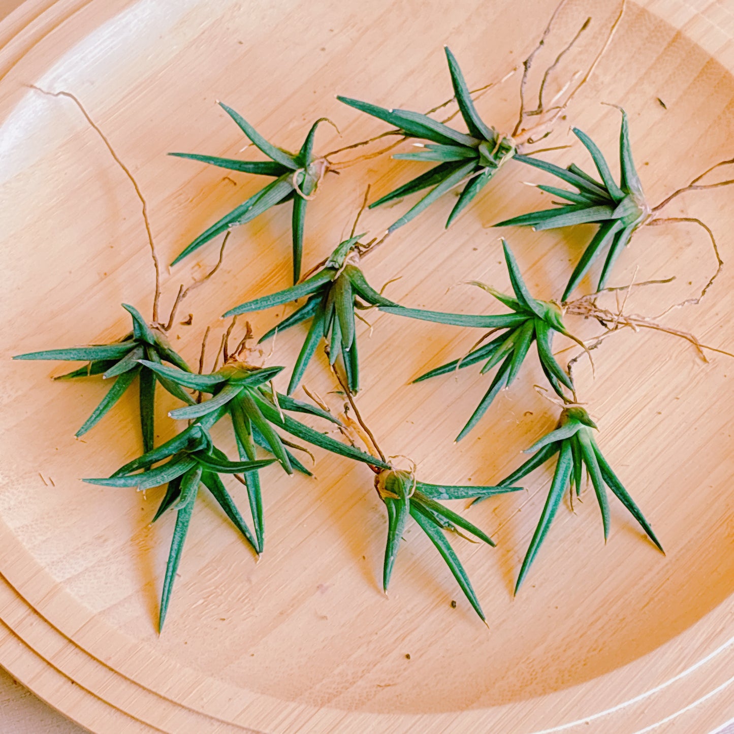 アルボピローサ　A品　カット苗