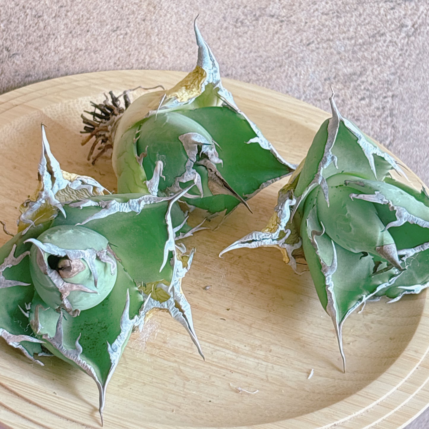 毒液（ヴェノム）　A品　カット苗