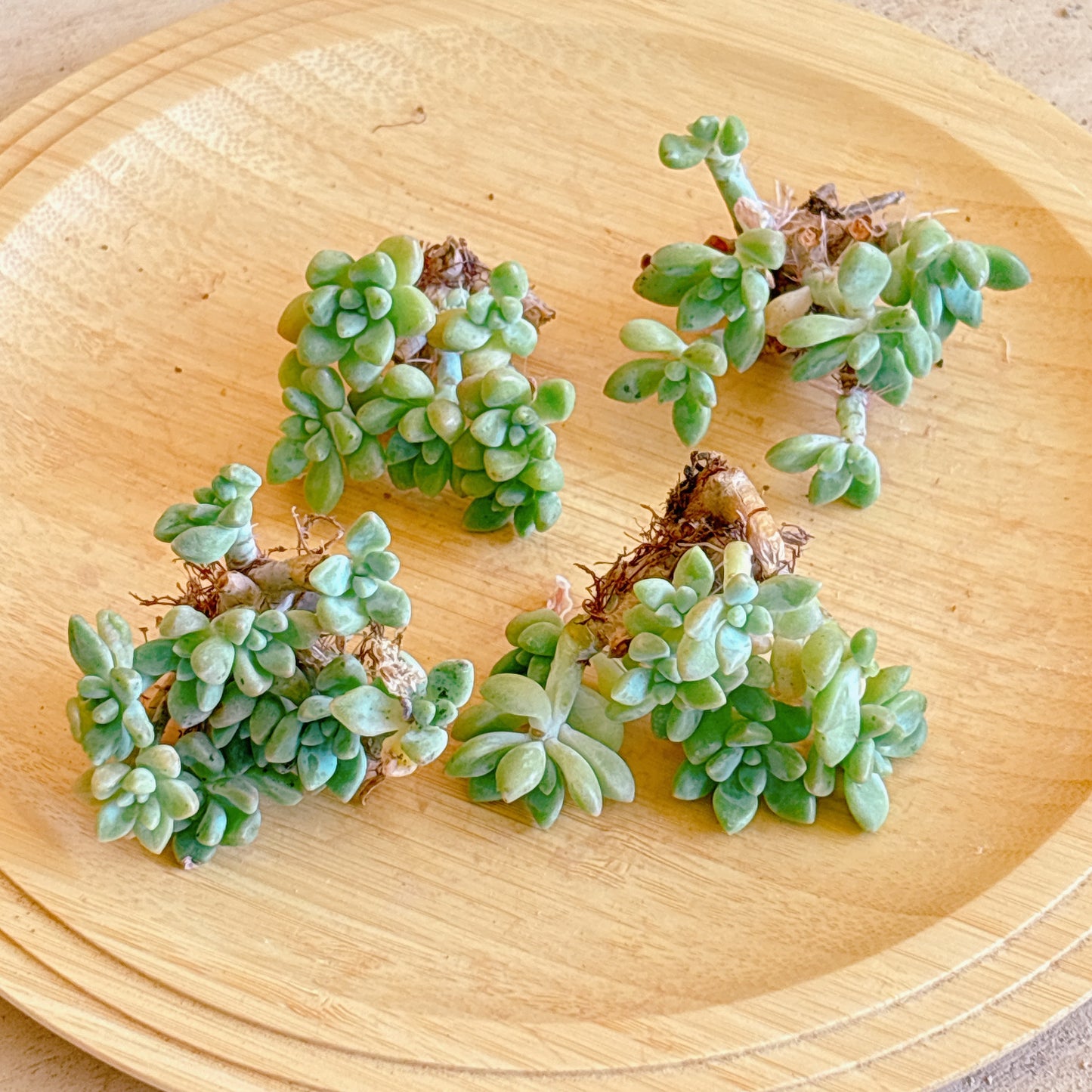 チーズケーキ群生　A品　カット苗