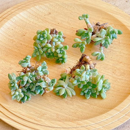 チーズケーキ群生　A品　カット苗