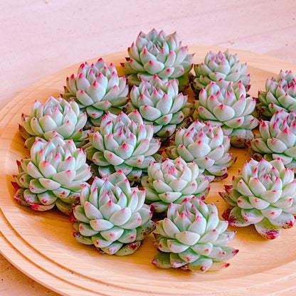 白吉（バイジ）　A品　カット苗