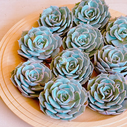 ピンクバタフライ　A品　カット苗