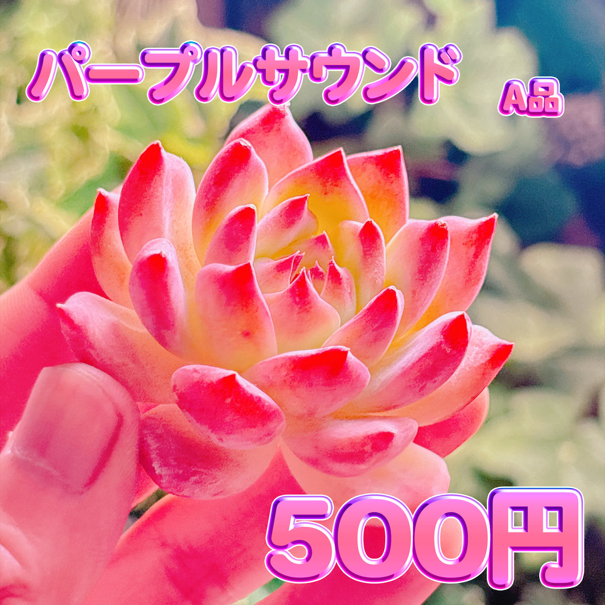 パープルサウンド　A品　カット苗