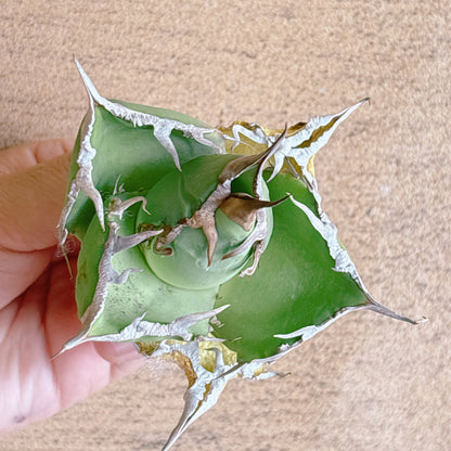 毒液（ヴェノム）　A品　カット苗
