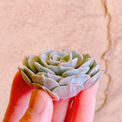 ピンクバタフライ　A品　カット苗