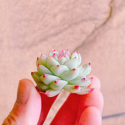 白吉（バイジ）　A品　カット苗