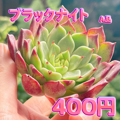 ブラックナイト　A品　カット苗