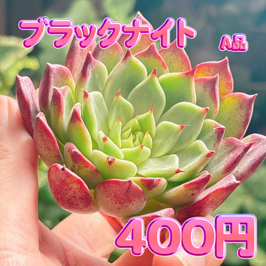 ブラックナイト　A品　カット苗