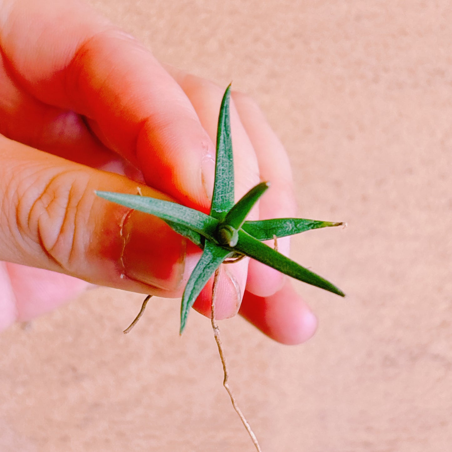 アルボピローサ　A品　カット苗