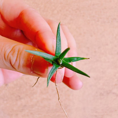 アルボピローサ　A品　カット苗