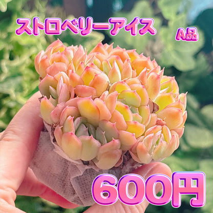 ストロベリーアイス　A品　根付き苗