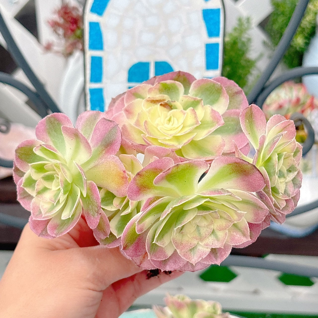 海王　大群生　特級品