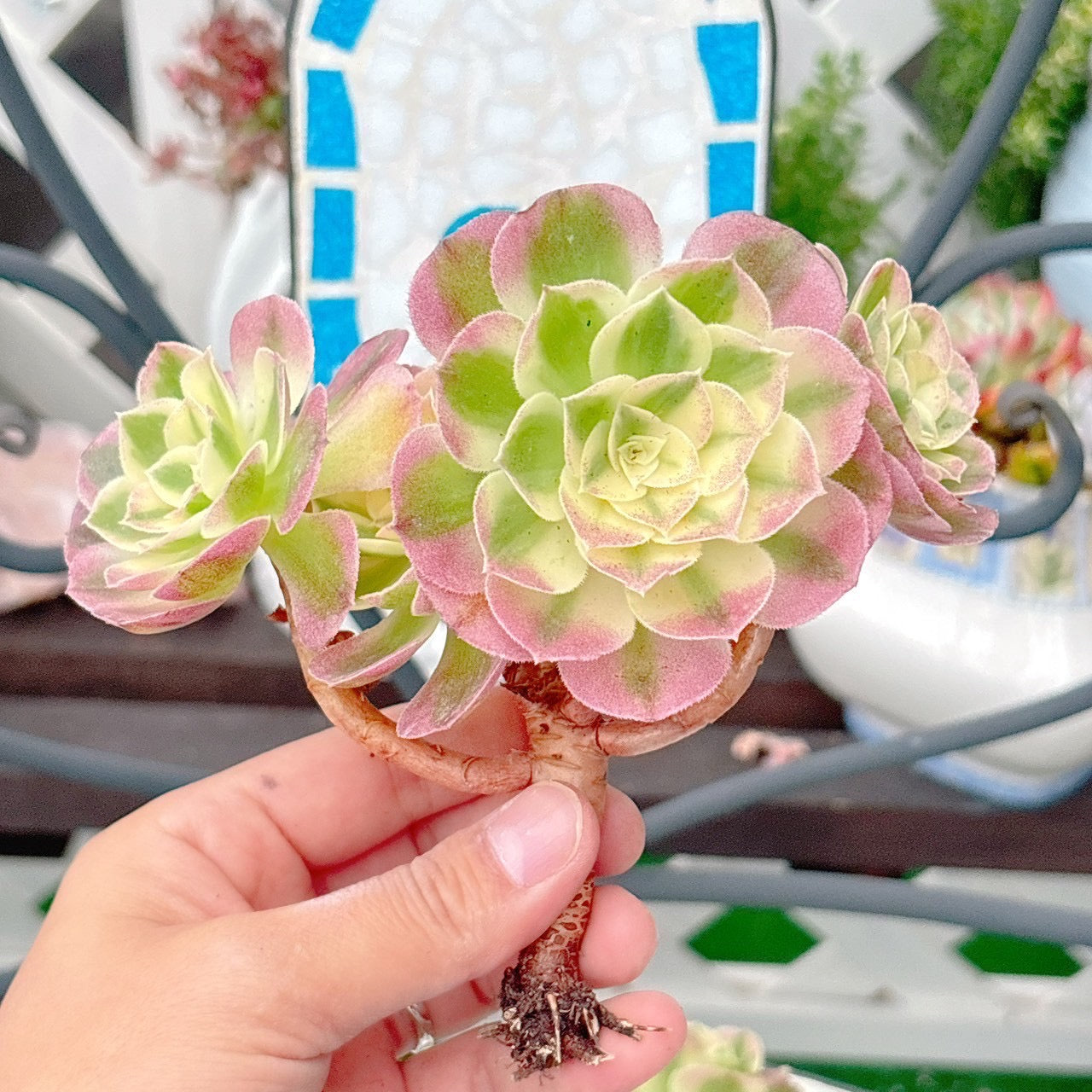 海王　大群生　特級品