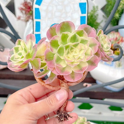 海王　大群生　特級品