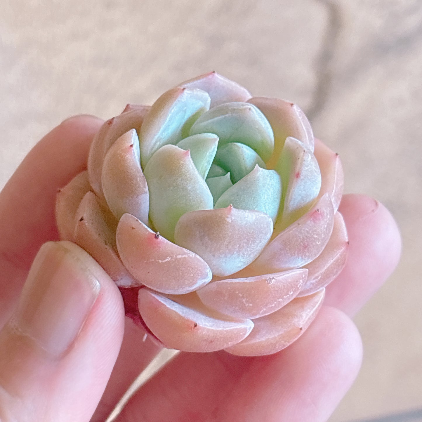 多肉植物