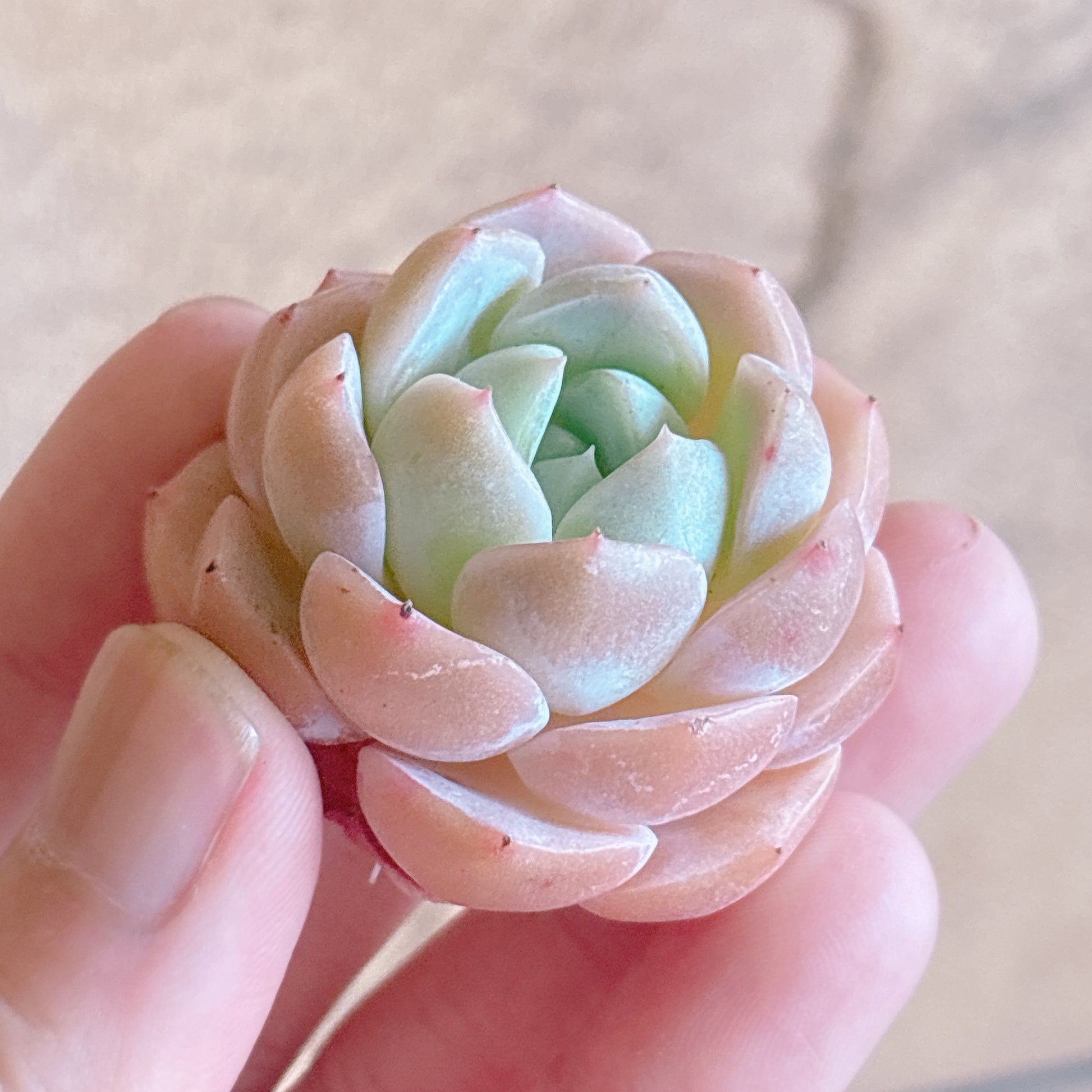 多肉植物
