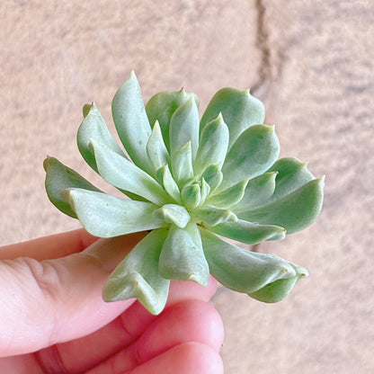 多肉植物