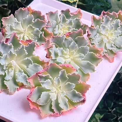 多肉植物