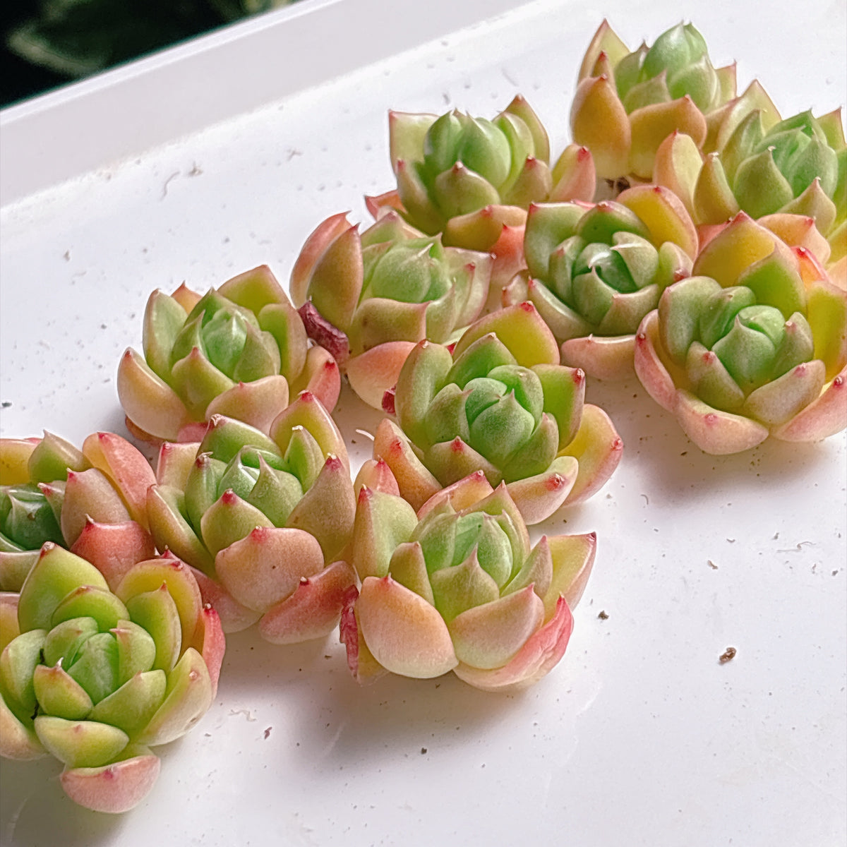 多肉植物