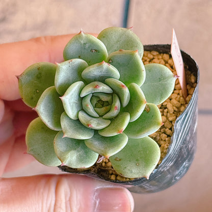 多肉植物