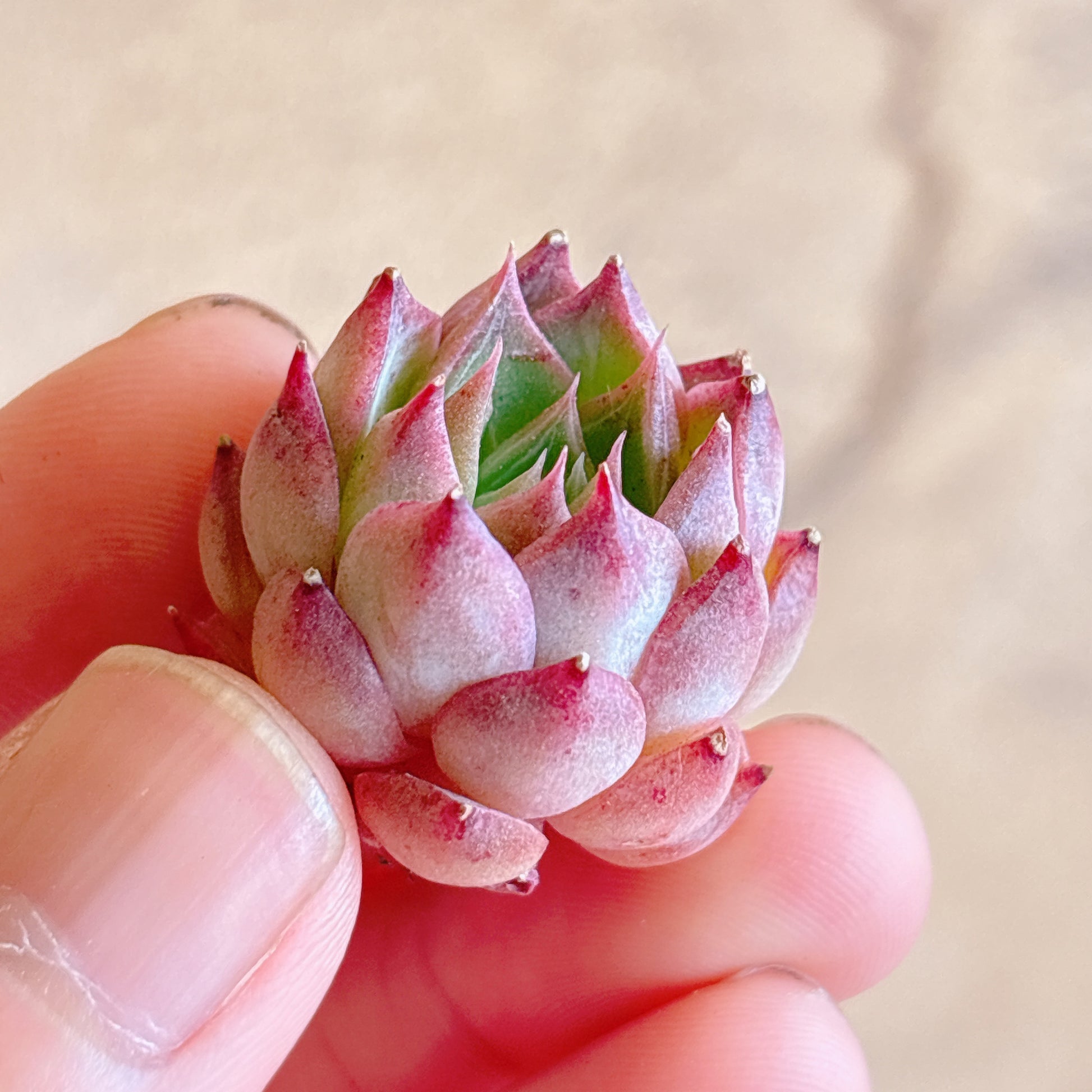 多肉植物