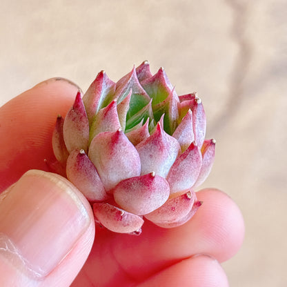 多肉植物