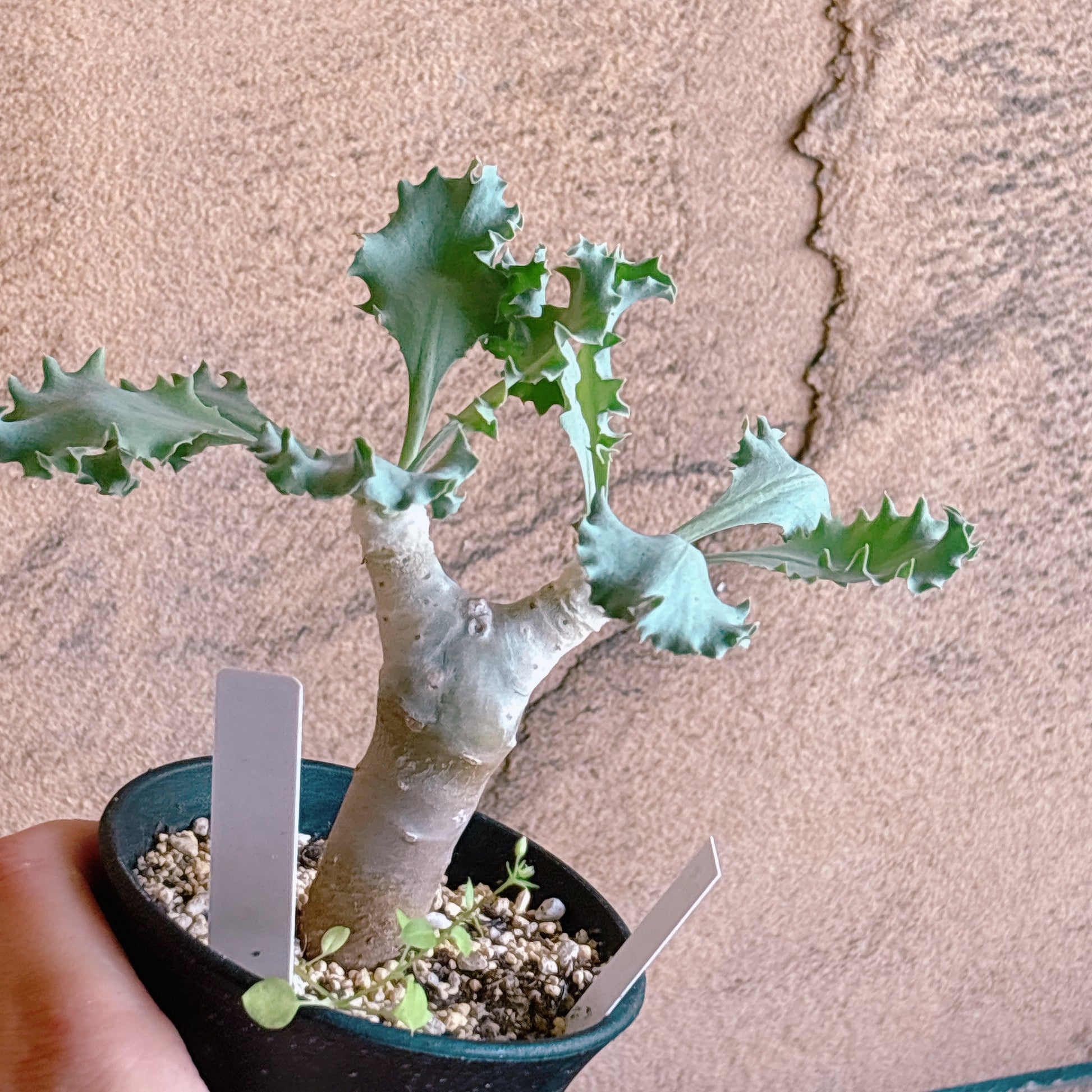 多肉植物