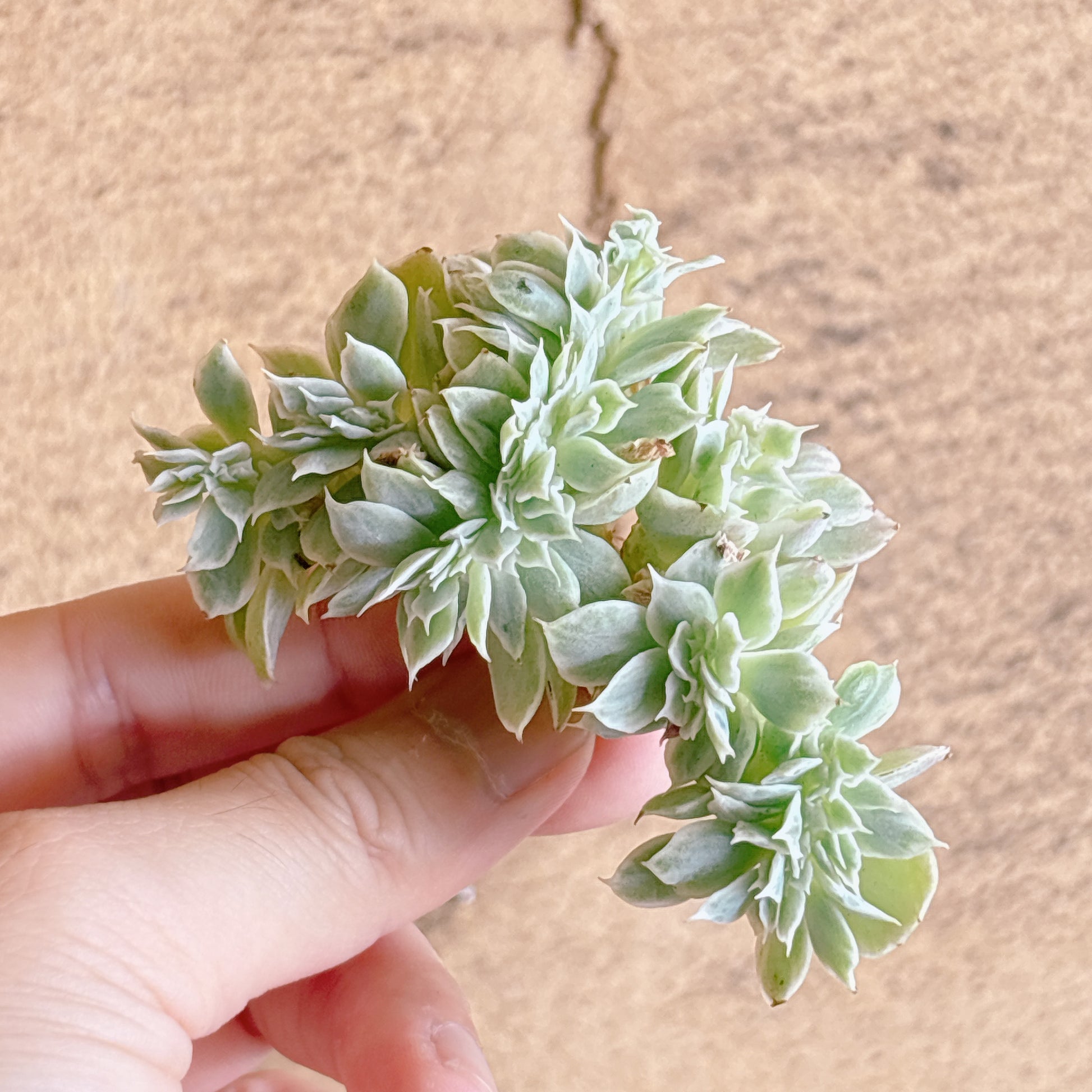 多肉植物
