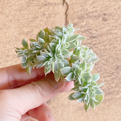 多肉植物